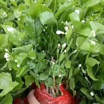 重瓣茉莉花盆栽浓香型室内绿植花卉盆景驱蚊驱虫四季开花好养