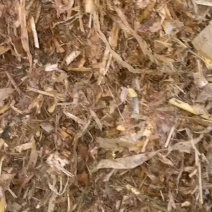 大量优质黄储开窖打包中