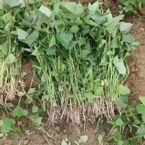 商丘19西瓜红济薯25紫薯拔苗高剪货源