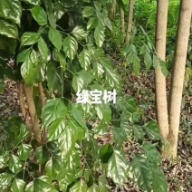 绿宝树