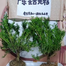 广东雀舌皱皮黄杨软枝黄杨，大素材三公分多左右产地广东揭阳