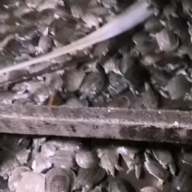 各种规格甲鱼，自产自销