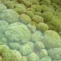 苔藓