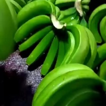 云南蕉