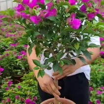 【优质】整体高度五十到六十分冠幅四十分的云南紫三角梅