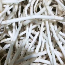 鱼腥草