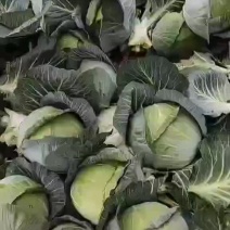 莲花白