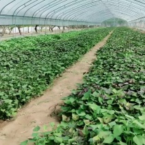 石家庄藁城区大量出售红薯苗品种齐全量大从优