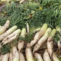 春雷萝卜水煮原料关东煮加工