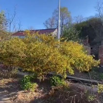 金雀花，黄金雀杯苗，金雀锦鸡花，扦插苗，杯苗，多年生