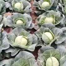 精品甘蓝大量上市