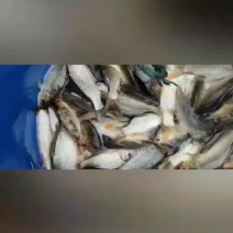 水产大鲤鱼鲤鱼苗