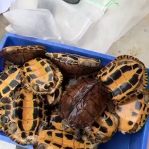 老骨头南石打包中