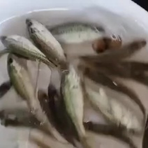 优质鲈鱼苗8厘米加州鲈鱼苗路亚苗大口黑鲈鱼苗冷水淡水养殖