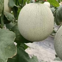 海阳鲁厚甜井冈天网网纹瓜囗感好产地地直供大量上市