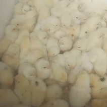 鸡苗5毛