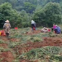 生米荞头，藠头，一手源头货源，好货，大小均匀，