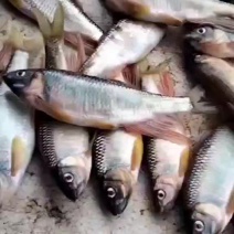 桃花鱼肉鲜嫩高山冷水鱼味美