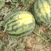 吐鲁番:西瓜，金成，甜王，