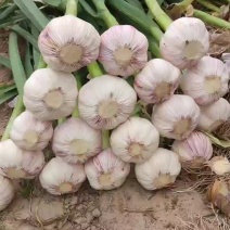 鲜蒜扒皮蒜个头大大量上市源头采购