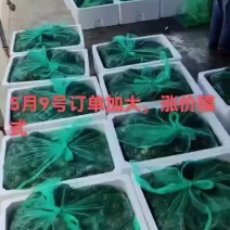 江苏兴化精品六月黄，满肉、全国可直达，可一件代发
