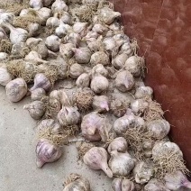 鲜大蒜，紫皮洋葱，灰灰菜，