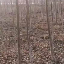 紫段