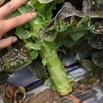 香格里拉青笋等你来购