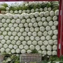 精品黄心大白菜对接全国价格优惠质量好走货快欢迎询价