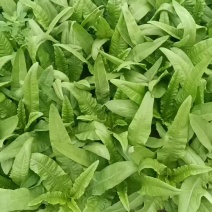 香大脆甜油麦菜