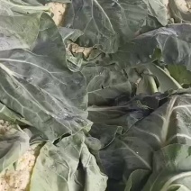 平度有机花菜，青梗散花，面白质嫩，香脆可口