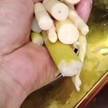 江西地标产地甜品种小竹笋