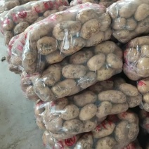 江苏南通精品土豆产地第一手货源，欢迎采购量大从优