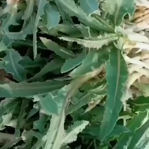 野苦菜