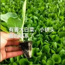 精品大白菜