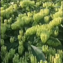 滇银金银花（金银花王扦插苗嫁接苗）湘蕾金银花