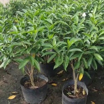 狗牙花盆栽重瓣水晶茉莉丁香茉莉花四季开花植物花卉庭院