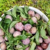 种植基地黑巨李