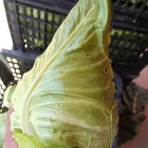 牛心甘蓝牛心菜