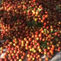 油桃