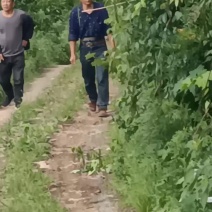 重庆山葵