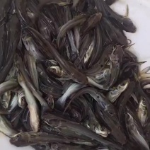 斑点快大叉尾鮰鱼苗