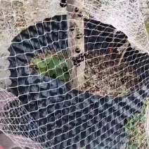 树葡萄嘉宝果树苗