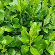 苗圃批发海桐色块苗海桐芽苗海桐毛球海桐灌木精球毛球杯苗
