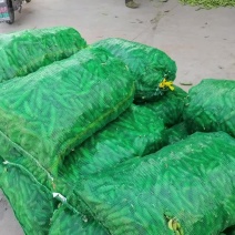 江苏南通精品蚕豆产地一手货源支持全国发货量大从优