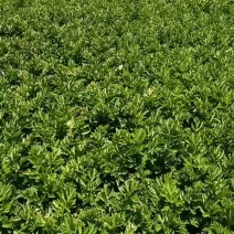 西芹上市，有想法的联系，0.6-0.8