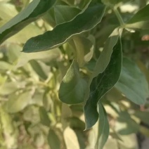 青蚕豆