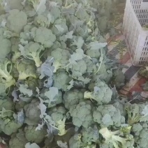 【畅销榜】精品西兰花规划可定货源充足价格可谈