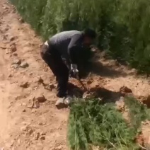 侧柏