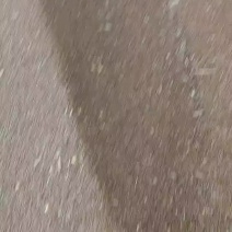 高粱